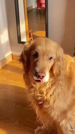 宠物寄养服务 安心托付，温馨相伴