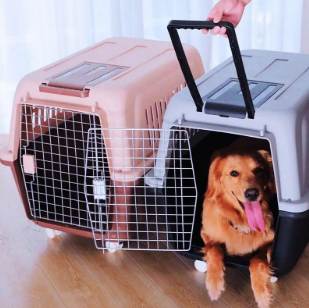 专业、安心之选 金山宠物猫托运服务全指南