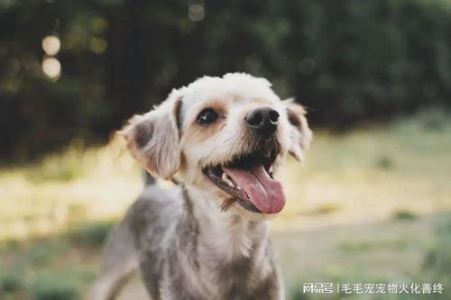 宠物善终指南 自己能否火化宠物与最佳处理方式