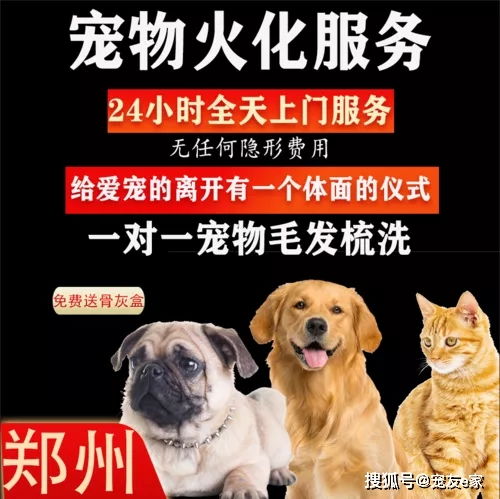 你会为自己的宠物选择殡葬服务吗