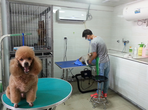 成功运营一家宠物店的关键服务策略