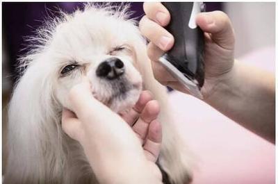 金诚集团宠物产业顾问“养成记” 打造全方位宠物服务生态