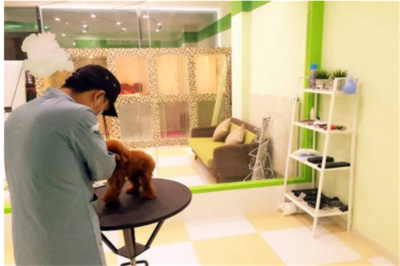 专业宠物服务，让您的爱宠更健康快乐——记【宠物宝宝宠物店】