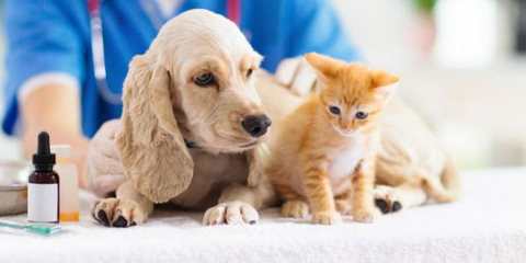 宠物经济火热 产业规模持续增长，服务领域成新蓝海