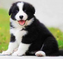 佛山纯种边境牧羊犬幼崽价格及正规犬舍与宠物服务指南