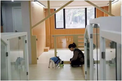 宠物寄养对标酒店分级制 开启宠物服务新蓝海