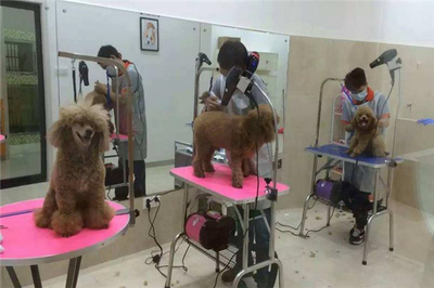 希尔斯宠物医院 一站式专业宠物服务，守护爱宠健康