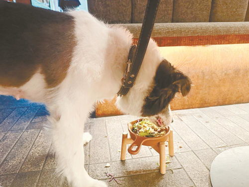 成都宠物友好餐厅受欢迎 宠物服务成城市新风尚