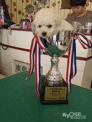 乐狗泰迪 从专业繁育到精致美容，打造一站式爱犬呵护体验