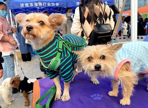 济南首家宠物公益领养中心正式开放，开启爱心领养与专业服务新篇章